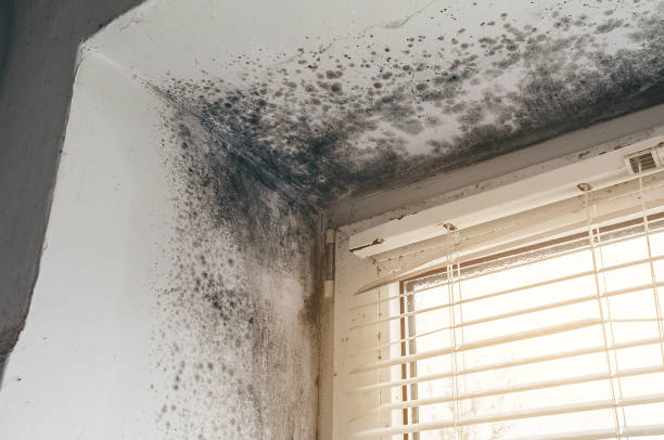Affordable Hvac And Air Duct Mold Remediation solutions in Danville, KY
